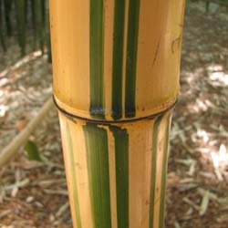Bambou Phyllostachys vivax aureo.